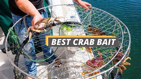 aroma crab lv bait|best crabbing bait.